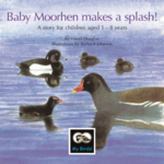 Baby Moorhen makes a splash!